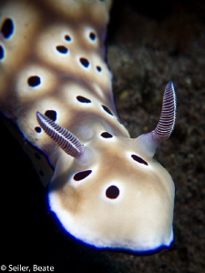 Chromodoris, taken with Canon G12 and UCL165 by Beate Seiler 